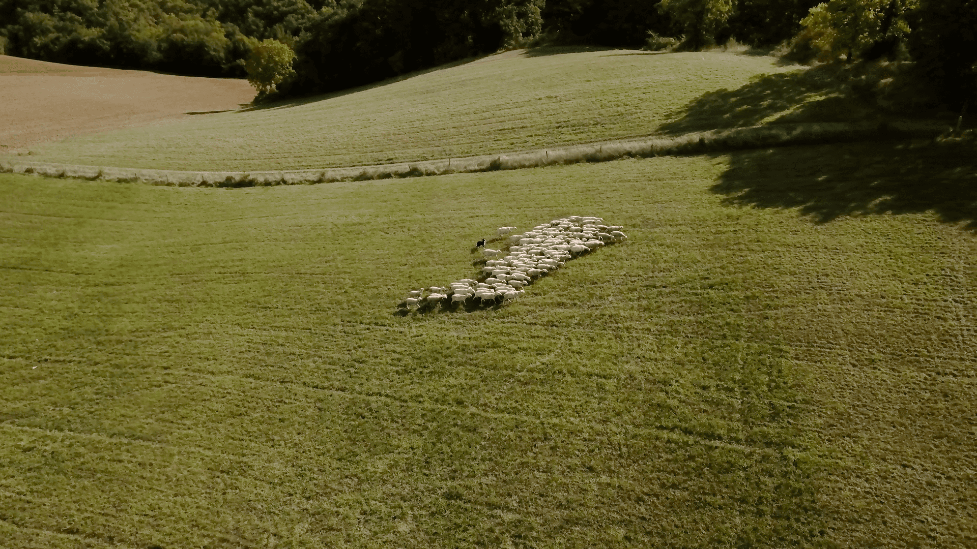 Image aérienne d'un troupeau de brebis