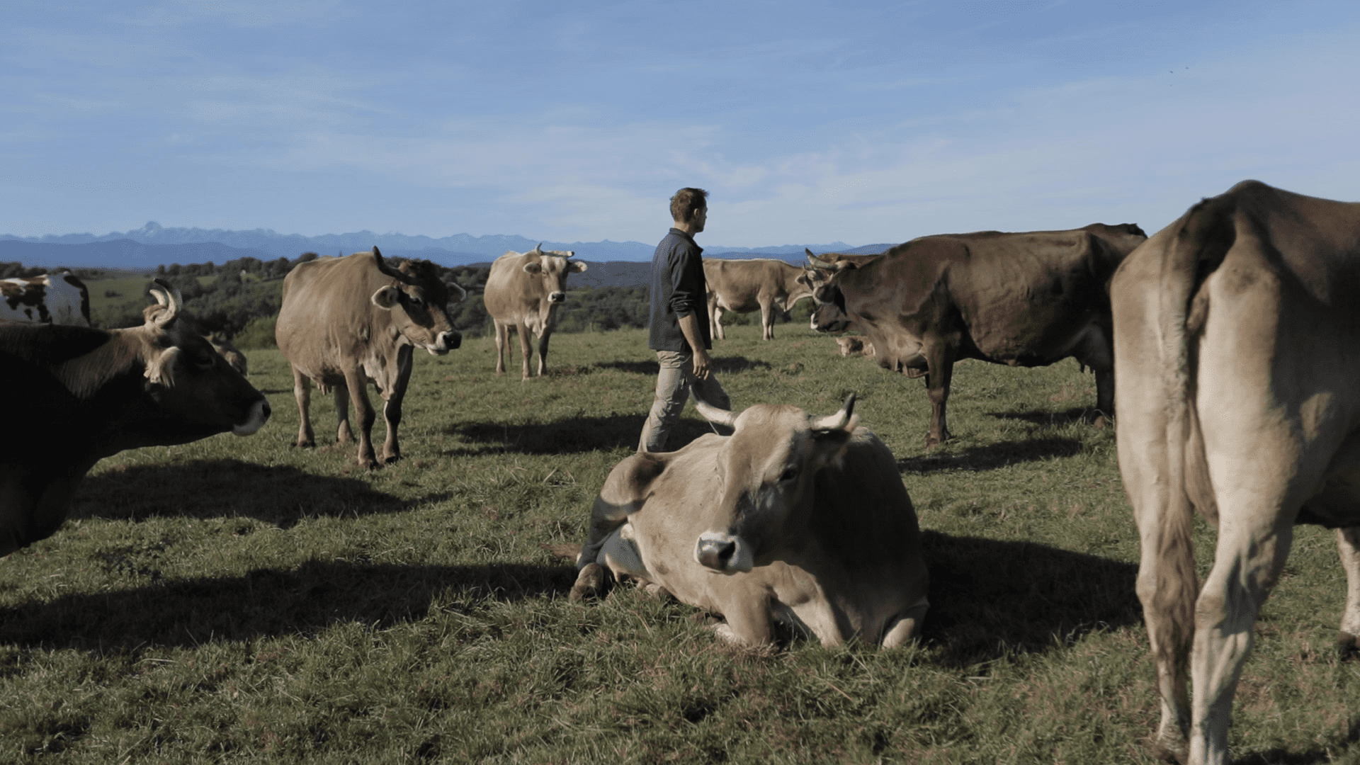 Image d'un agriculteur avec ses vaches